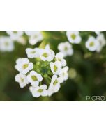 A close up shot of fragrant sweet alyssum that blooms prolifically with a dense cluster of flowers and buds at the focal point and a beautiful smooth blur of bokeh in the distance.