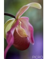 Beautiful profile of a lady's slipper orchid features a mottled maroon labellum pouch accompanied by pink dorsal sepal and petals in dreamy bokeh of green and purple.