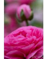 Pink lustrous petals of a Ranunculus blossom draw you into the beautiful bud awaiting its bloom in the bokeh from the shallow depth of field.