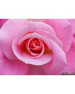 Pink petals of a rose flower create a spiral pattern in a beautiful composition of harmony and balance with the subject placed in the center of the photograph.