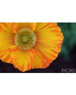 A glorious poppy of yellow petals painted with orange streaks surround the sharpness and detail of the stamen and stigma as it's positioned off-centre.