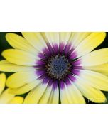 Yellow fades to cream and purple with ray florets that surround the blue disk florets of the beautiful Osteospermum in this close up photograph.