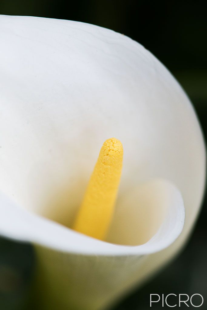 Arum Lily - A pure white spathe and yellow spadix that produces a faint, sweet fragrance.