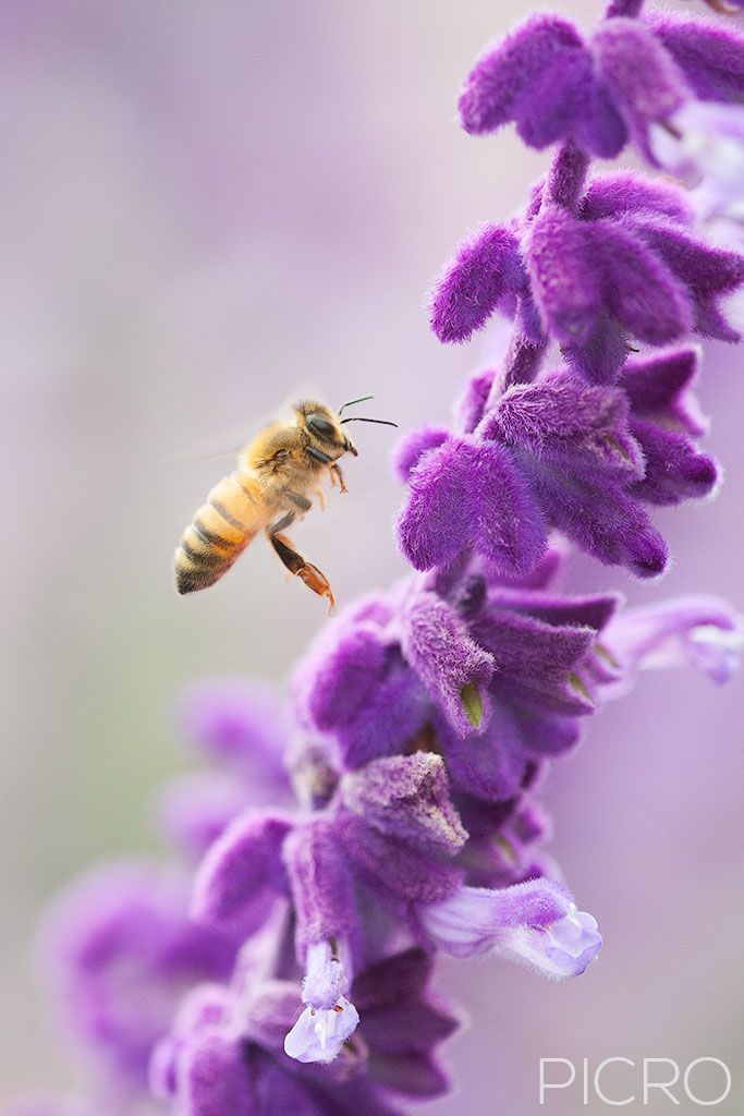 Bee on Salvia - A flying bee in search of pollen around the purple tubular salvia blooms is the focal point of this photograph, surrounded by smooth and dreamy mauve bokeh.