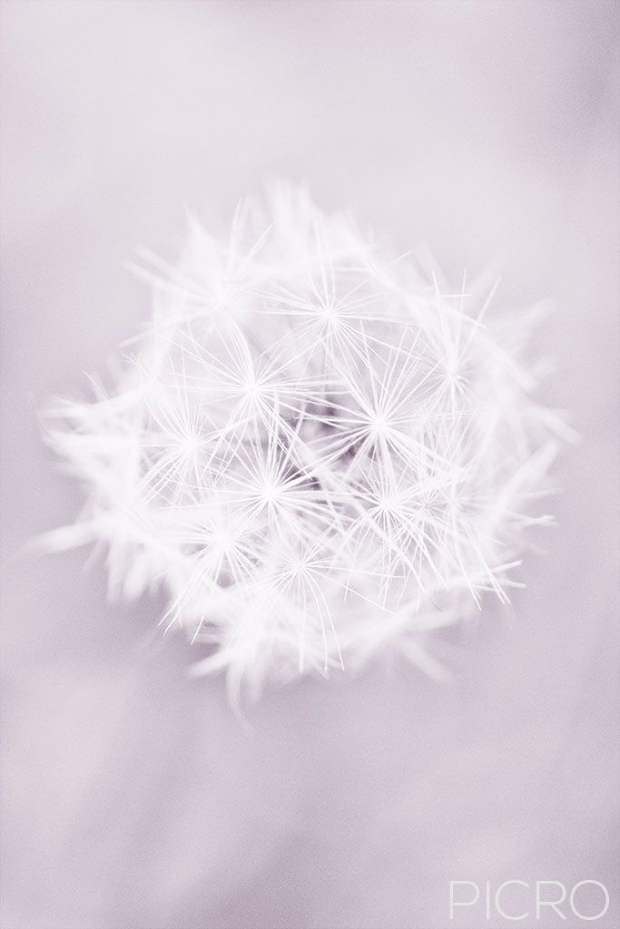 Dandelion Seedhead - A fluffy dandelion seed head sphere comprises of tiny white parachutes awaiting a gentle breeze to float into the sky and take dreams to flight.