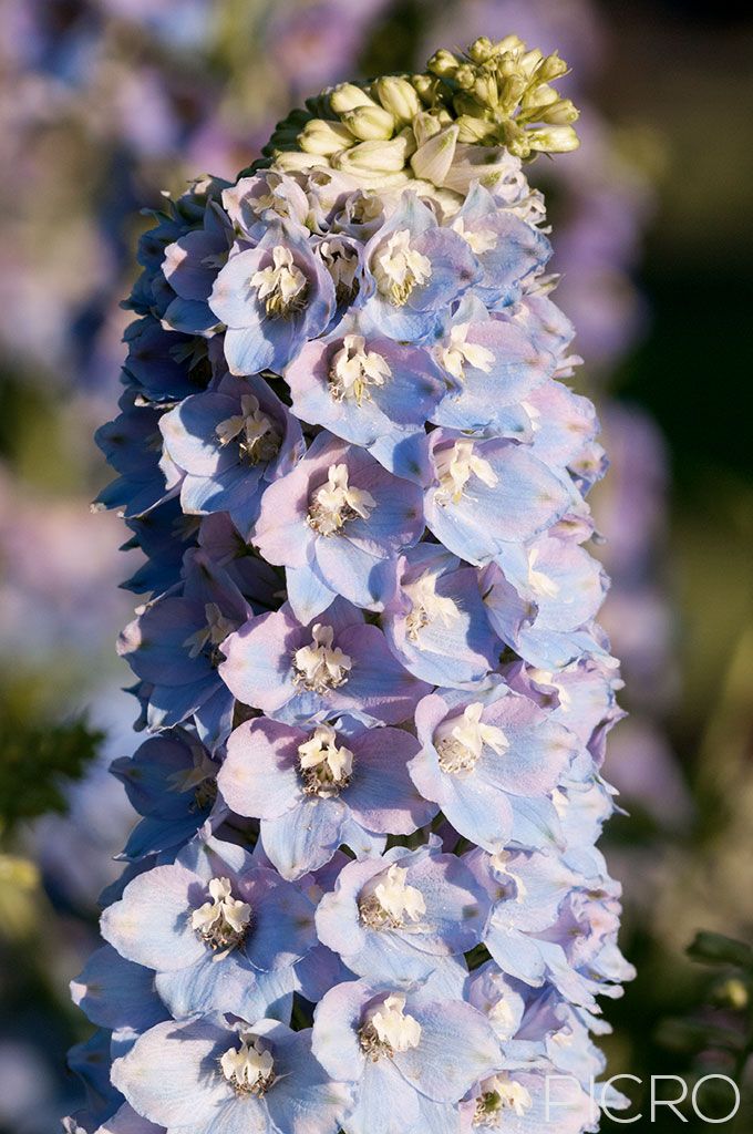 Delphinium - A portrait of a raceme of pale blue flowers that bloom in gardens throughout spring and summer and are a treat to butterflies and bumble bees.