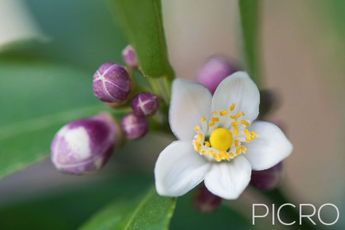 Lemon Tree Blossom - Purple and white buds surround dainty white petals around a yellow stamen and antlers that are dusted with yellow pollen, ready for bees to pollinate and produce fruit.
