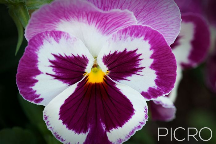 Pansy Purple - Large purple and white petals overlap at the top with two side petals and an indented lower petal and yellow eye in the middle of the flower make a pretty plant that enjoys growing in a sunny position.