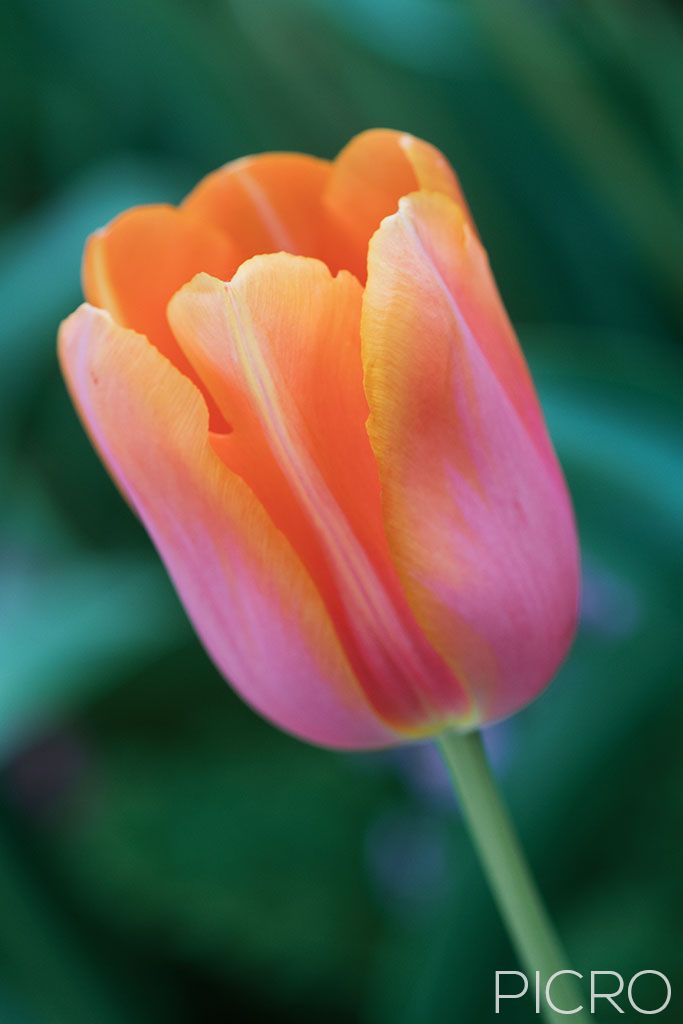 Peach Pink Tulip - A tulip sunset with delicate petals in shades of orange and pink with the green earth surrounding gentle tulipa flower.