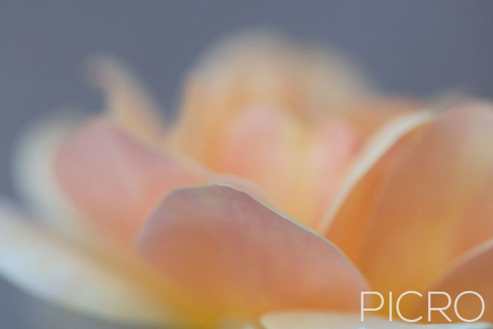 Peach Rose Beauty - Delicate peach petals of a beautiful rose, a symbol of passion and love. 