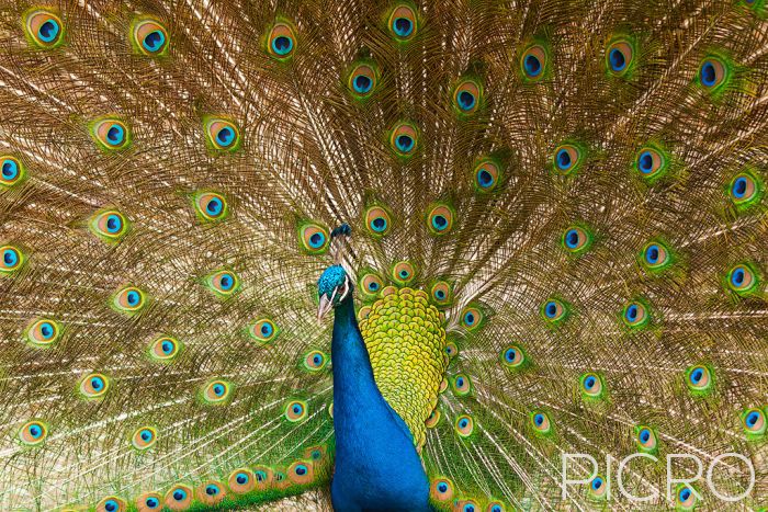 Peacock - Peacock