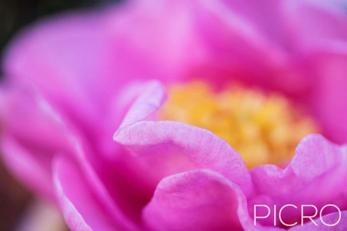 Pink Camellia - Alluring selective focus on the fold of a pink camellia petal that offers a glimpse of the flora as the yellow stamens and petals artistically blend out of frame.