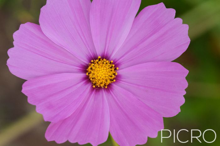 Pink Cosmos - A close up photograph of a cosmos flower with eight pink ray florets with wavy teeth on the tips and a dark base surrounding the yellow tubular flowers in the centre.