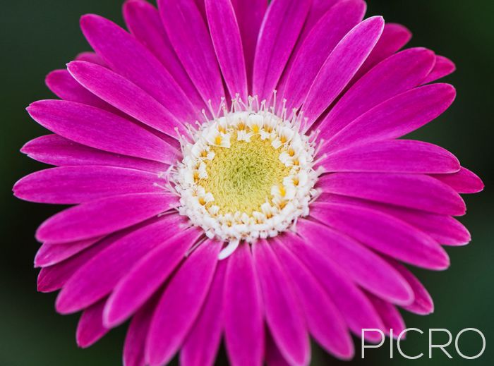 Pink Gerbera Jamesonii - Bright pink petaled African Daisy flower features a striking capitulum composed of hundreds of individual flowers.