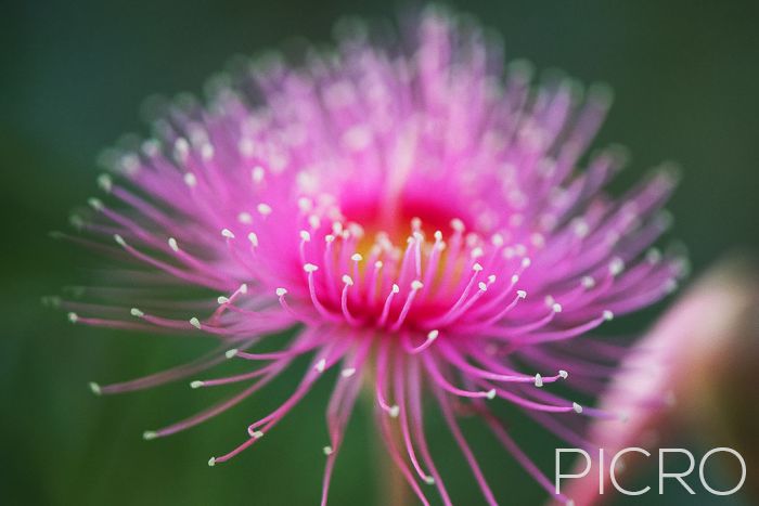 Pink Gum Flower - A dreamy artistic work of the stunning Australian native, pink gum flower.