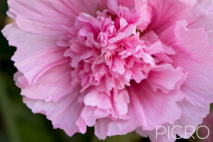 Pink Hollyhock - An impressive pink blossom of a fully open double hollyhock flower from a cottage garden.