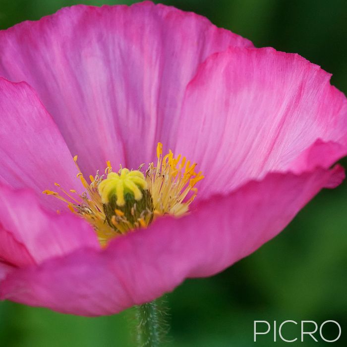 Pink Poppy - Selective focus on yellow stamens of the open bud draws you in to the softness of the delicate pink petals of the poppy bloom.