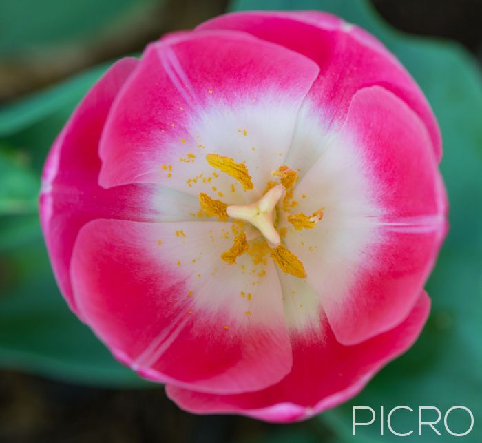 Pink Tulip - A perfectly symmetrical tulip flower with three petals and three sepals in a shade of pretty pink and a white blotch at the base.