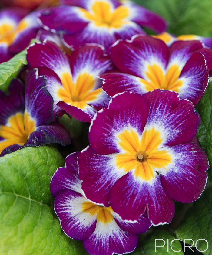 Purple Primrose - A sweet flowering garden plant, the primrose features beautiful rustic petals in shades of reddish purple, yellow and white with radial symmetry among the green leaves.