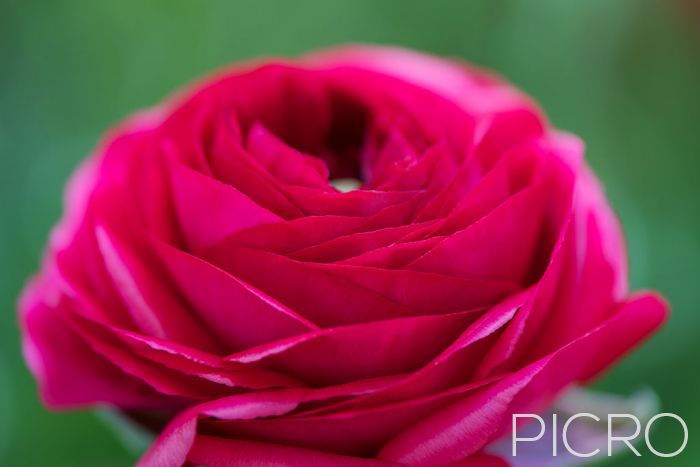 Ranunculus - Attractive ranunculus flower with highly lustrous hot pink petals that contrast with the leaf green blurred background.