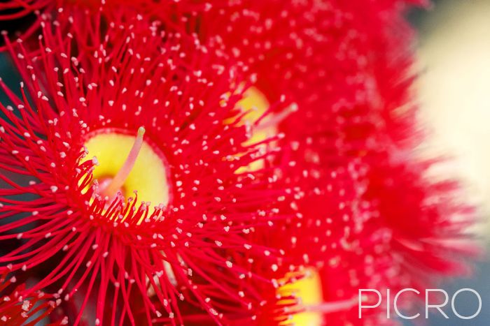 Red Gum Flower - A bright and fiery red gum flower stands big and lovely from a group of flowers blurred in the background with selective focus from one of Australia's ornamental eucalypts.