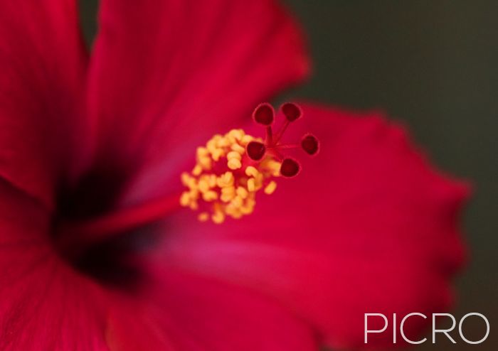 Red Hibiscus - Exquisite red petaled tropical flower showcases its beauty in this macro photograph as the sharpness of the yellow stamens and red pistils draw you into the luscious corolla.