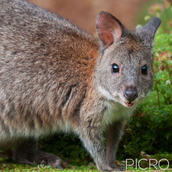 Red-Necked Pademelon - Red-Necked Pademelon