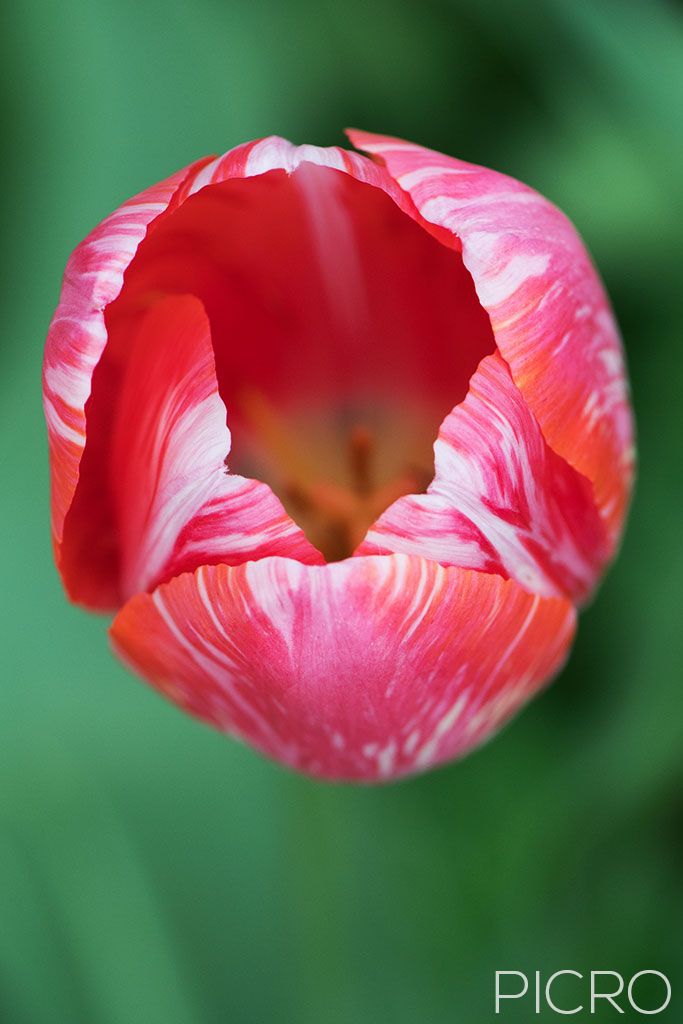 Red & White Tulip - Pretty petals of a tulip from above display the beauty of tulipa in all its glory.