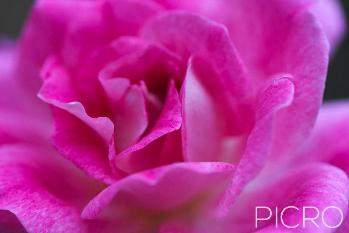 Rose Romance - A single romantic rose is the symbol of love, with soft focus on the luscious petals in shades of pink.
