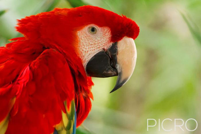 Scarlet Macaw (Ara Macao) - Scarlet Macaw (Ara Macao)