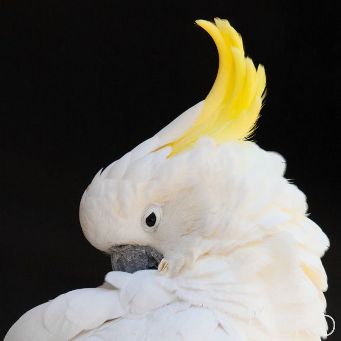 Sulphur-crested Cockatoo - Sulphur-crested Cockatoo