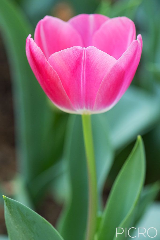 Tulip Flower - Spring-blooming pink tepals of a tulip flower stand tall with stem and leaves drifting out of focus in a vertical composition of the inflorescence of this ornamental plant.