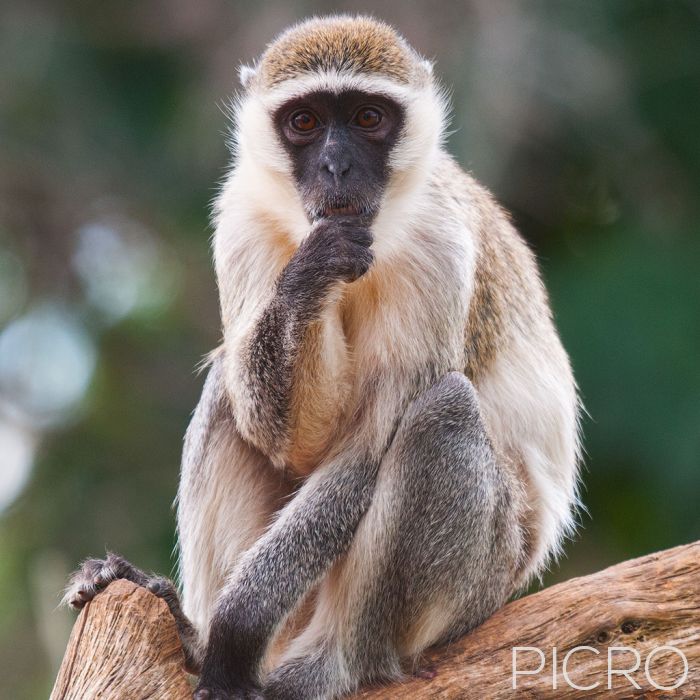 Vervet Monkey - Vervet Monkey