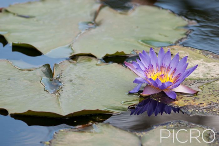 Water Lily - As a symbol of enlightenment and purity, a purple water lily flower floats among the round leaves of lily pads, composed using the rule of thirds technique.