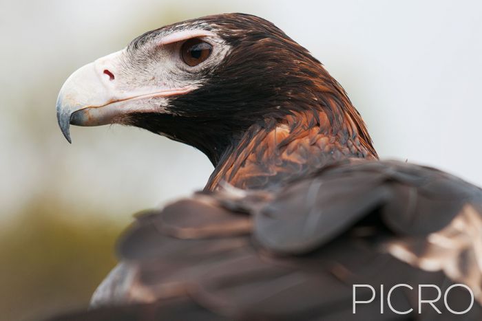 Wedge-tailed Eagle - Wedge-tailed Eagle