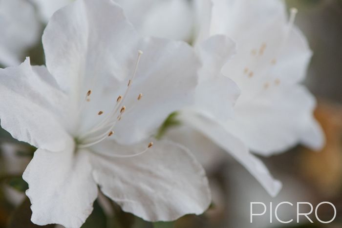 White Azalea - Attractive full bloom of white petaled flowers of an azalea plant from the Rhododendron genus.