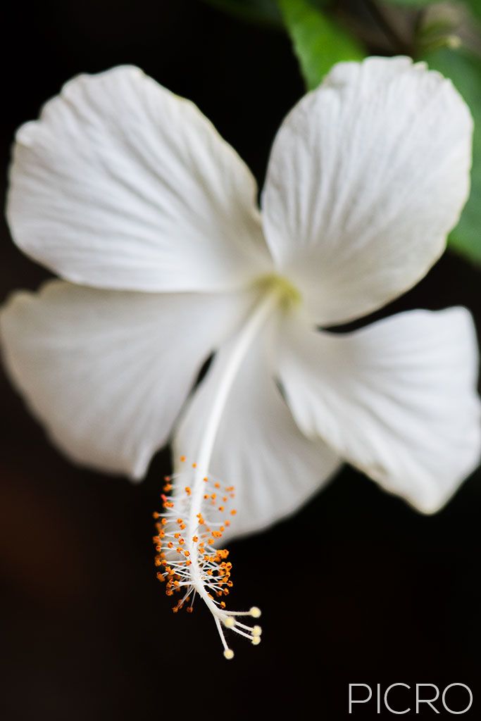 White Hibiscus - White Hibiscus