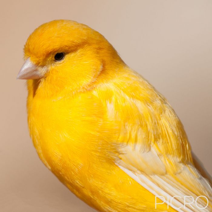 Yellow Canary - Yellow Canary