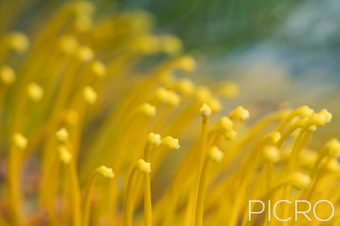Yellow Grevillea Brush Flower - Yellow brush styles and stigma of a grevillea flower up close and personal.
