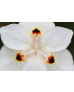 Close-up of a white variant dietes bicolor bloom exhibits white petals that feature three dark spots with an orange outline in a symmetrical composition.