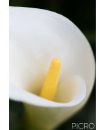 A pure white spathe and yellow spadix that produces a faint, sweet fragrance.