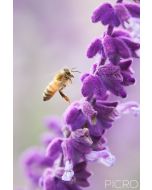 A flying bee in search of pollen around the purple tubular salvia blooms is the focal point of this photograph, surrounded by smooth and dreamy mauve bokeh.