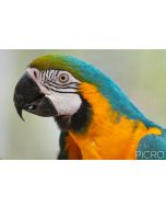 Blue-and-yellow Macaw