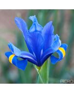 Large, lightly scented flowers in violet-blue with veining and a central yellow stripe, the Iris spuria is slender and stands like royalty.