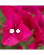 Bougainvillea Flower