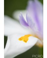 Dietes Grandiflora