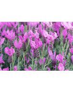 Bright and cheery dusty pink winged flowers are the razzleberry ruffles of lavendula and fill a garden bed with colour when in full bloom.