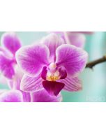Phalaenopsis orchid bloom with petals and sepal in shades of magenta and white with a purple and yellow throat and lip.