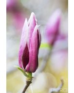 A magnolia bud as it prepares for its grand opening is the point of focus in the picture, while the soft outlines of blooms on the tree shine in the background bokeh.
