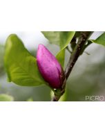 A closed purple bud on a flowering magnolia tree awaits its time to shine.